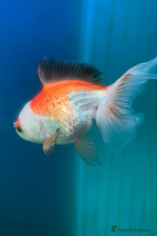 Fancy Goldfish fish - Advert 10