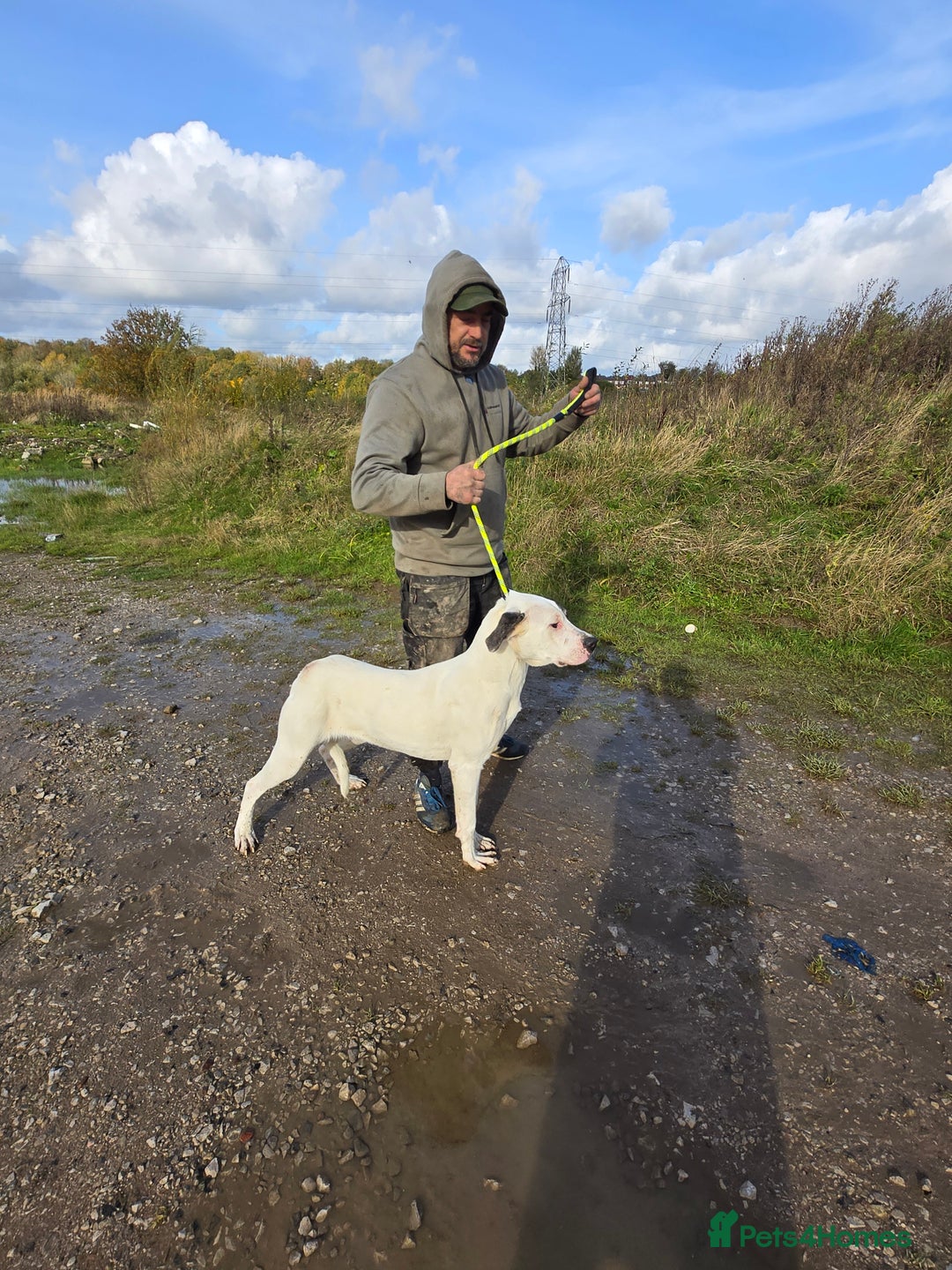 Mixed Breed dogs for sale: PresaAlabai - Advert 11