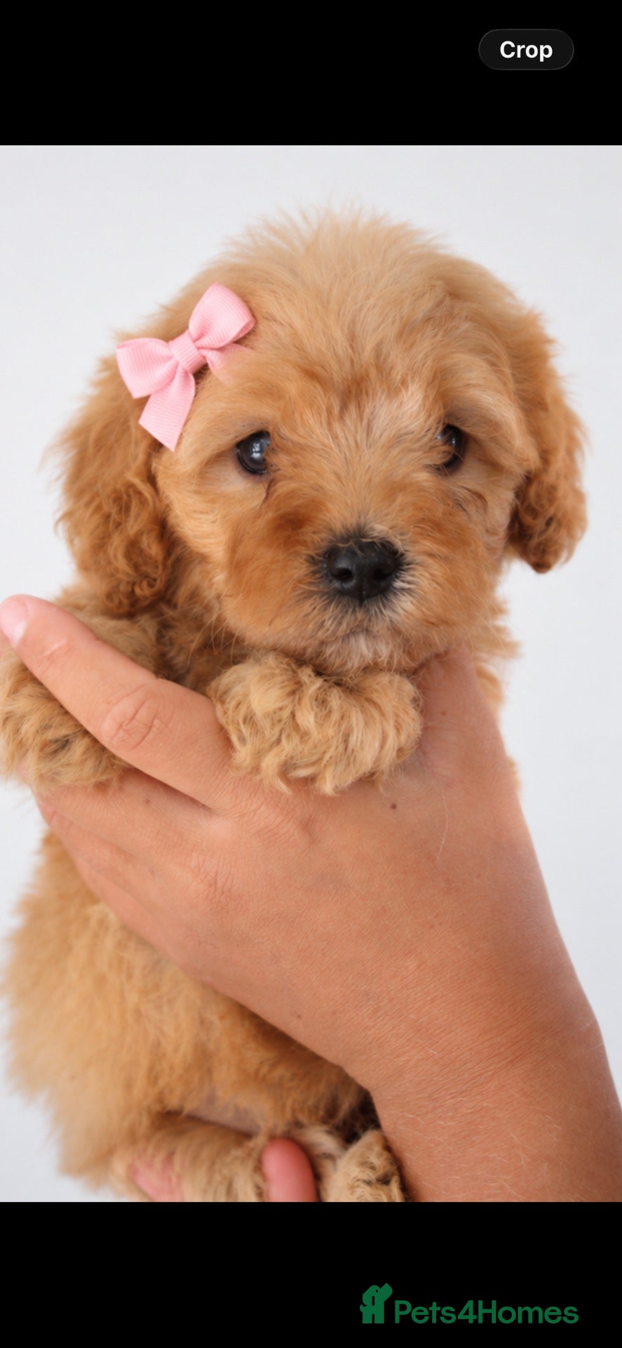 Poochon dogs for sale: Gorgeous Cavapoochon Puppies - Advert 4