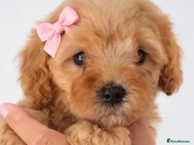 Poochon dogs for sale: Gorgeous Puppies - Advert 16