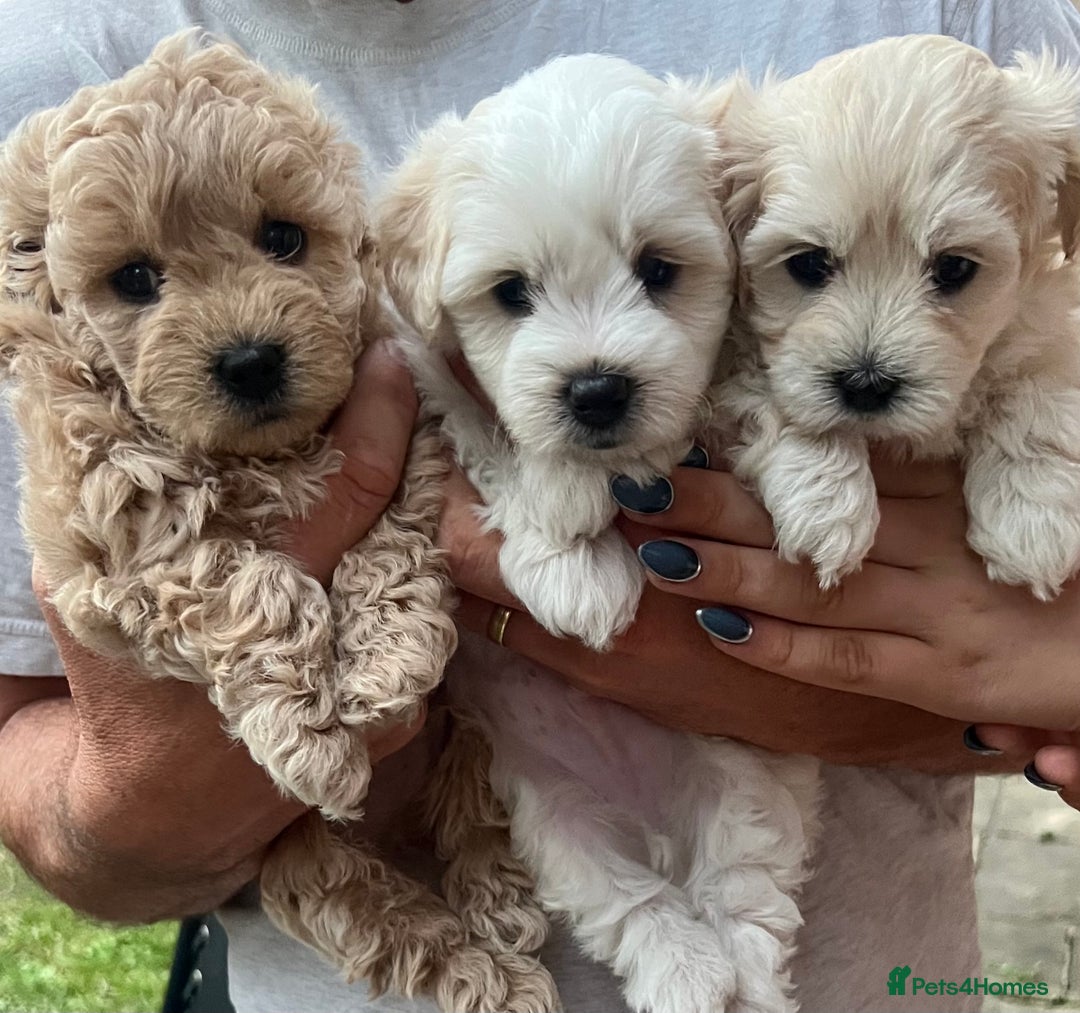 Maltipoo Puppies Puppies Sold Near Me Maltipoo Puppy Price