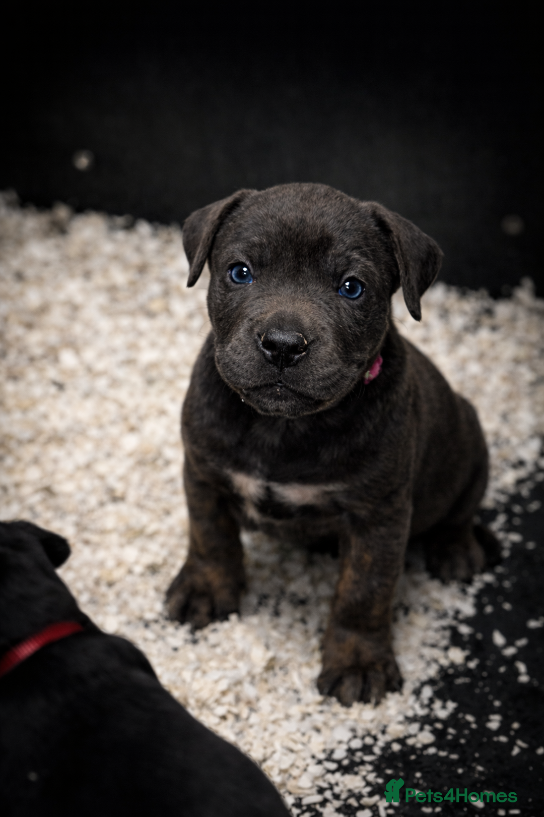 Presa Canario dogs for sale: Working Line Presa Canario Puppies - Advert 2