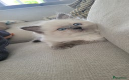 Ragdoll cats for sale: Adorable Ragdoll Kittens  - Image 32