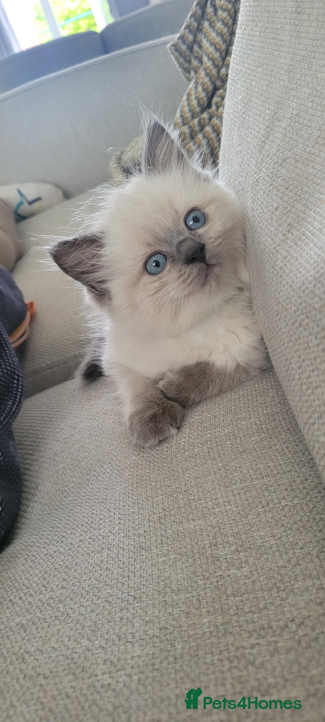 Ragdoll cats for sale: Adorable Ragdoll Kittens  - Image 32
