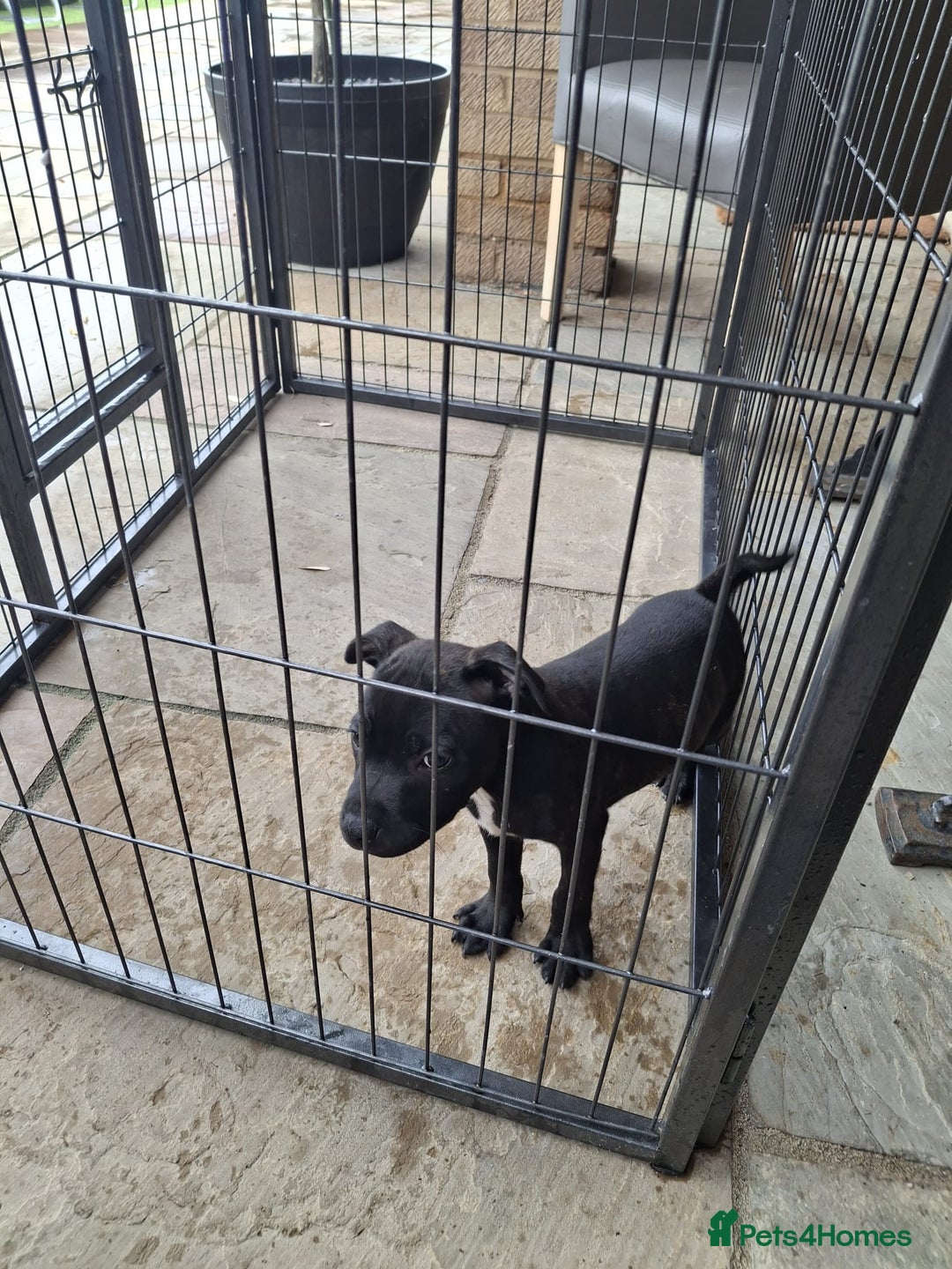 Staffordshire Bull Terrier dogs for sale: LAST PUPPY LEFT MALE KC CHAMPION BLOODLINE  in Stanford-le-Hope - Image 29
