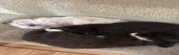 Mixed Breed cats for sale: Mixed breed Siamese kittens in Norwich - Advert 6