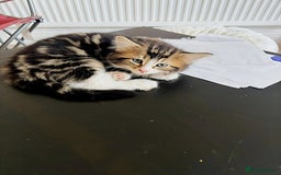 Siberian cats for sale: Adorable Siberian Forest Mix Kittens - Image 2