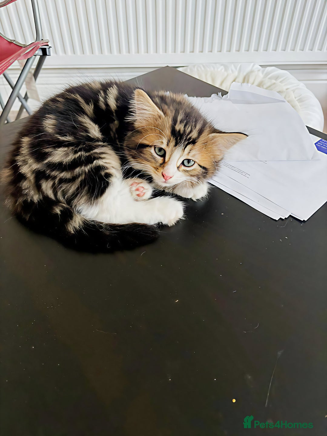 Siberian cats for sale: Adorable Siberian Forest Mix Kittens - Image 2