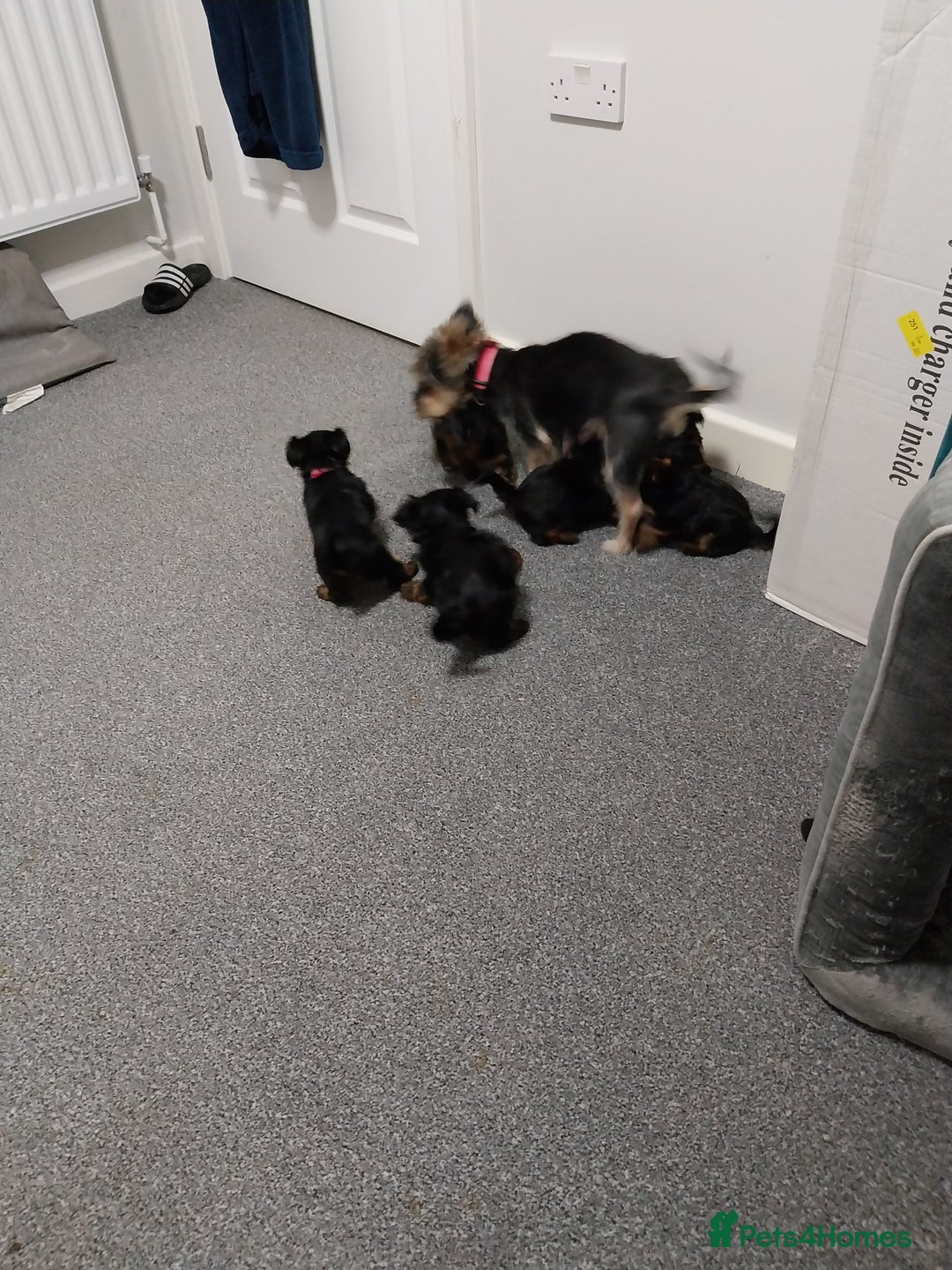 Yorkshire Terrier dogs for sale: Miniature Yorkshire Terrier Puppies  - Advert 26