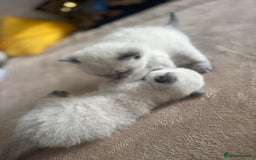 Ragdoll cats for sale: Ragdool x British Short hair - Image 5