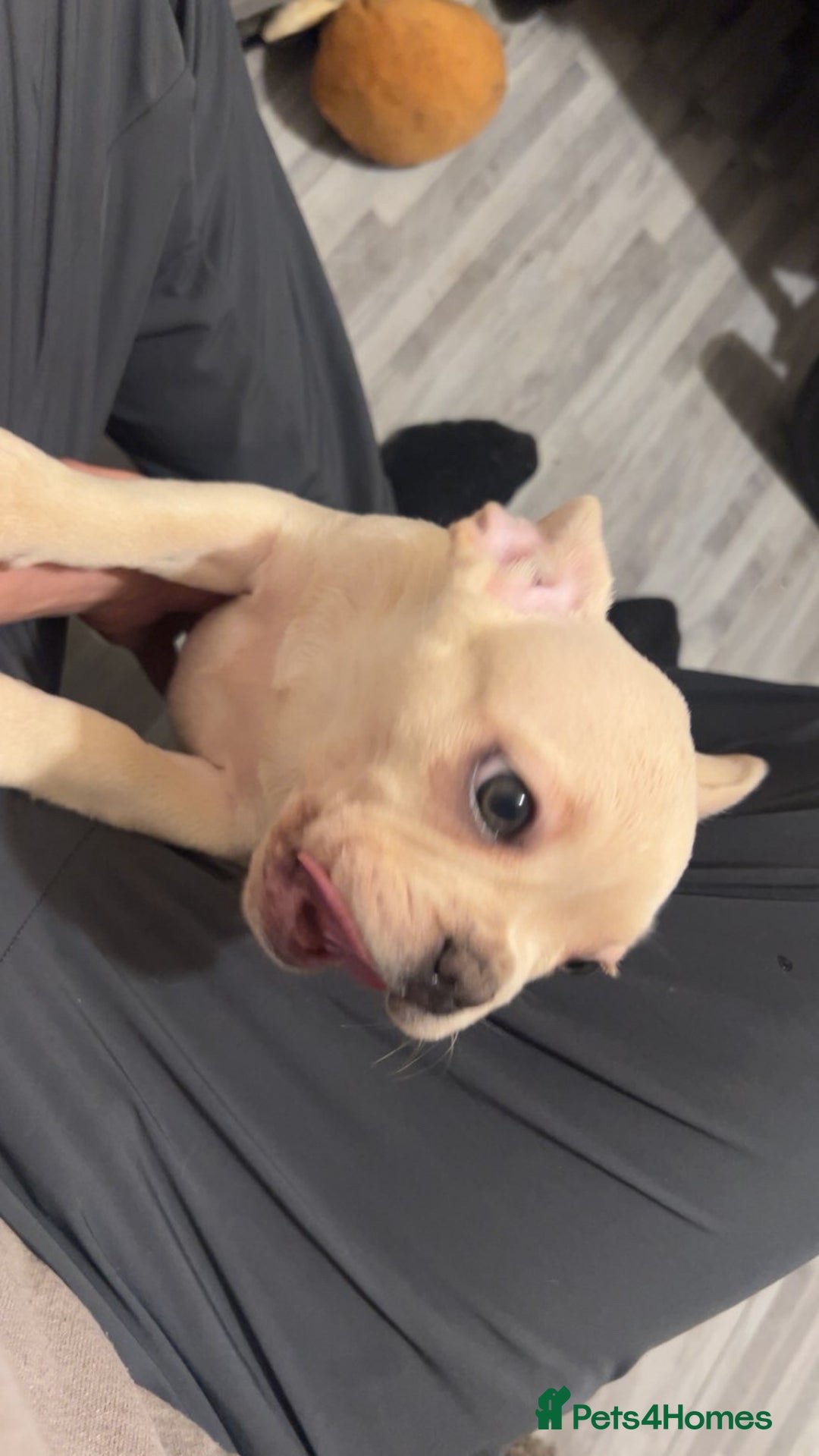 French Bulldog dogs for sale: French bulldog pups available (Reduced) - Advert 27