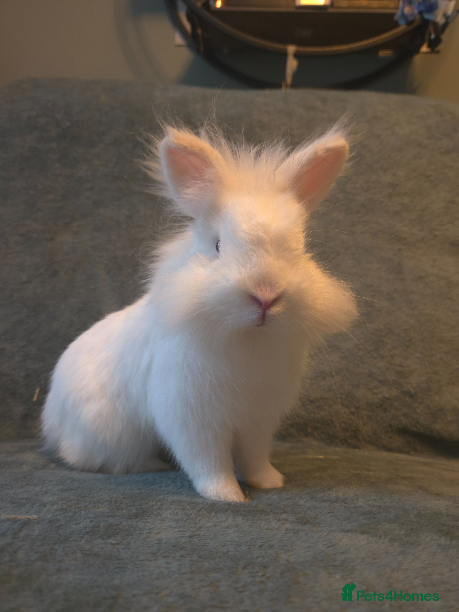 Lionhead rabbits Pure white Blue Eyed boy 12 weeks - Advert 2