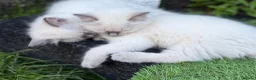 Ragdoll cats for sale: Ragdoll kittens 2 girls 1 boy - Advert 25