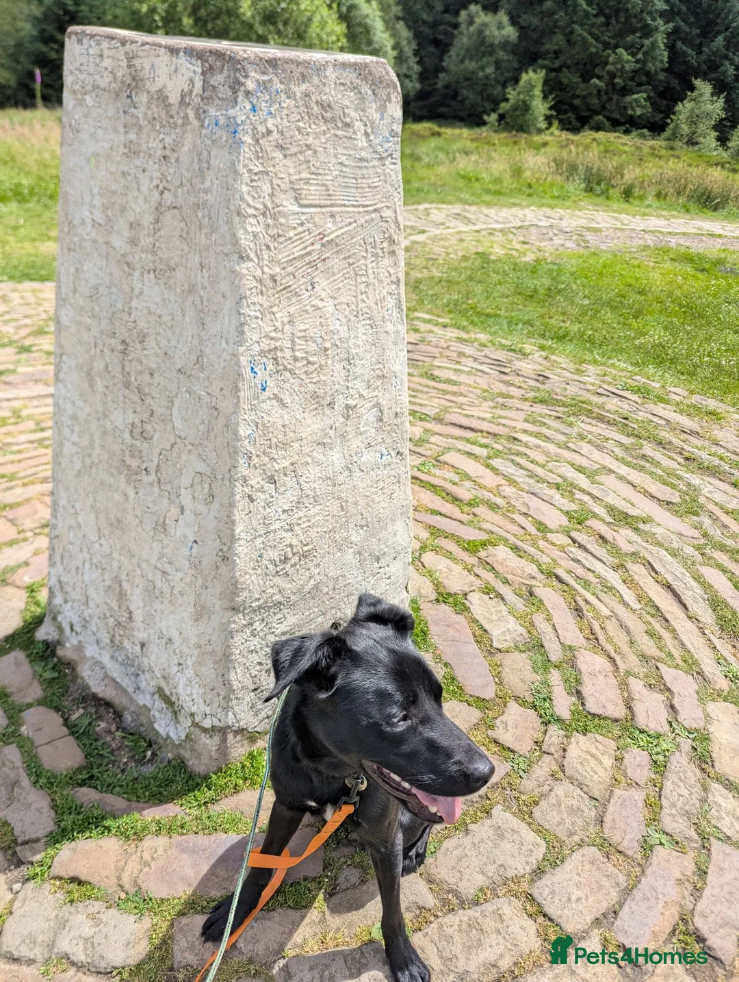 Borador dogs for sale: 1 year old Male Borador  - Advert 4