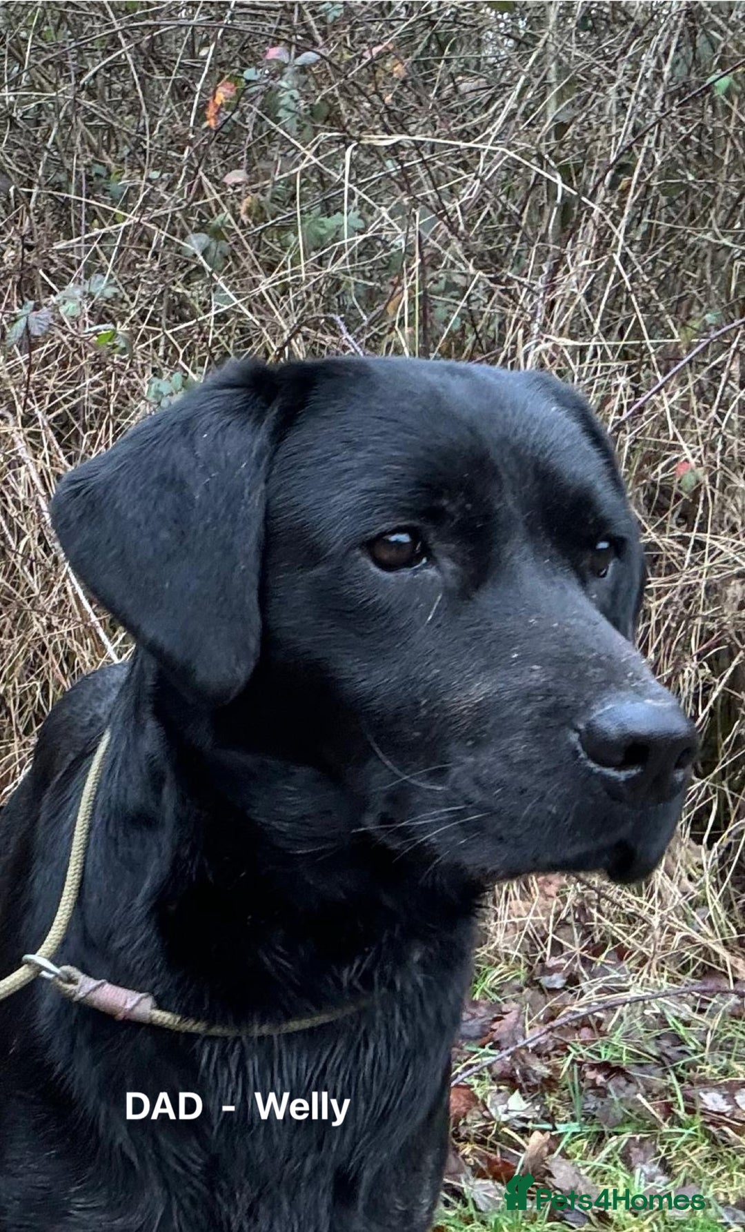 Labrador Retriever dogs for sale: Quality KC registered BLK Labrador Retriever Bitch - Image 19