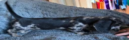 Mixed Breed dogs for sale: Gorgeous cheeky daxi x pups  - Advert 22