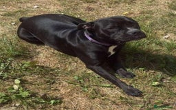 Staffordshire Bull Terrier dogs for adoption: Xena 18 month old staffie - Image 5