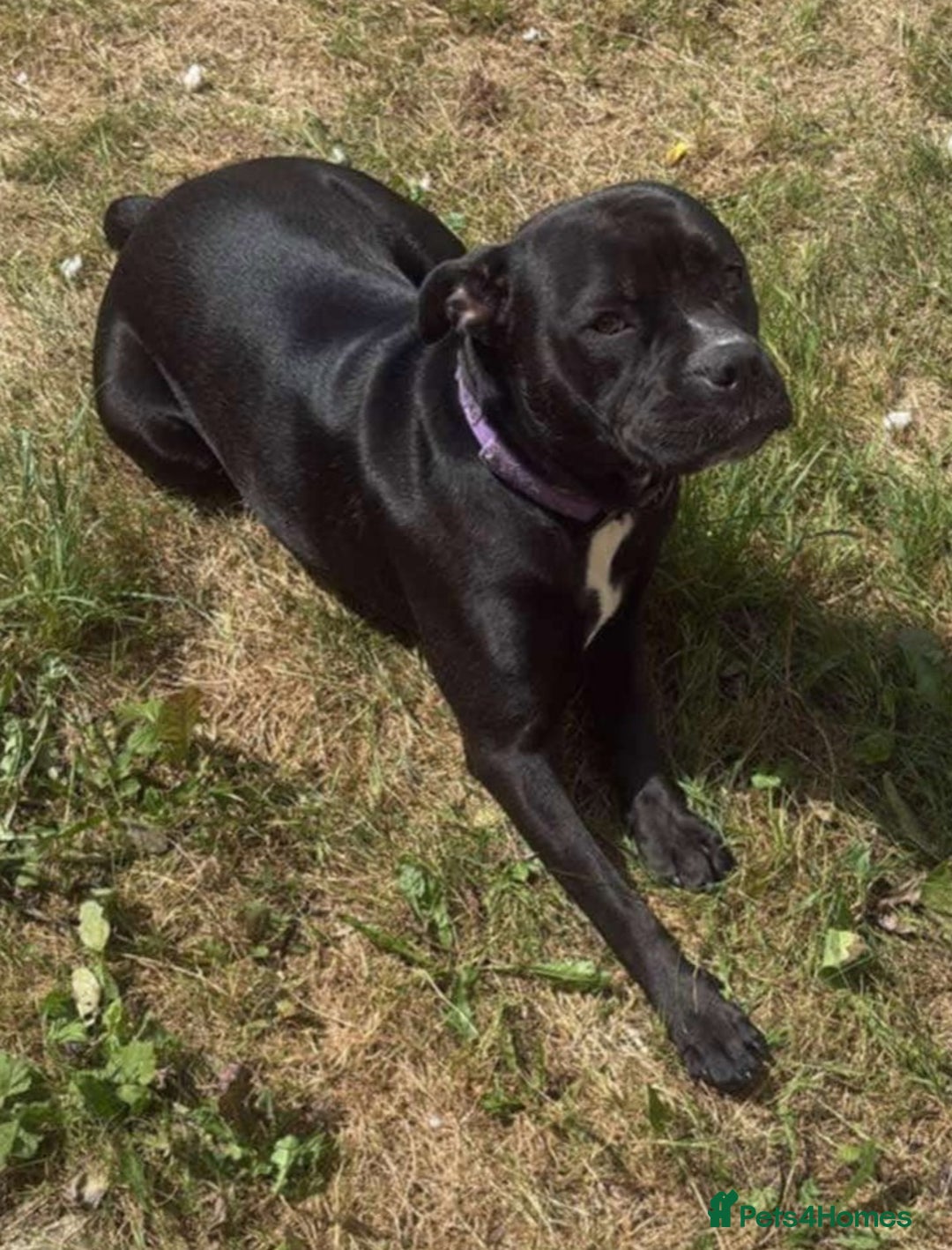 Staffordshire Bull Terrier dogs for adoption: Xena 18 month old staffie - Image 5