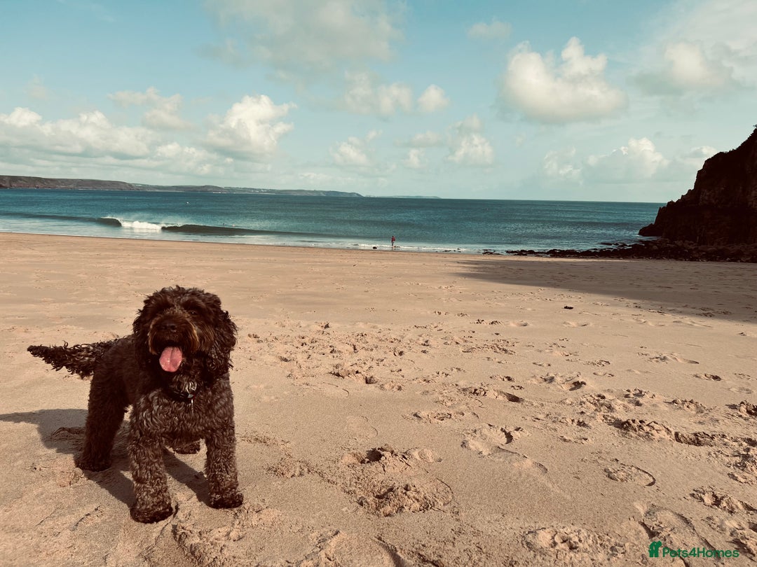 Cockapoo dogs for sale: Much Loved Cockapoo Barney - Advert 7