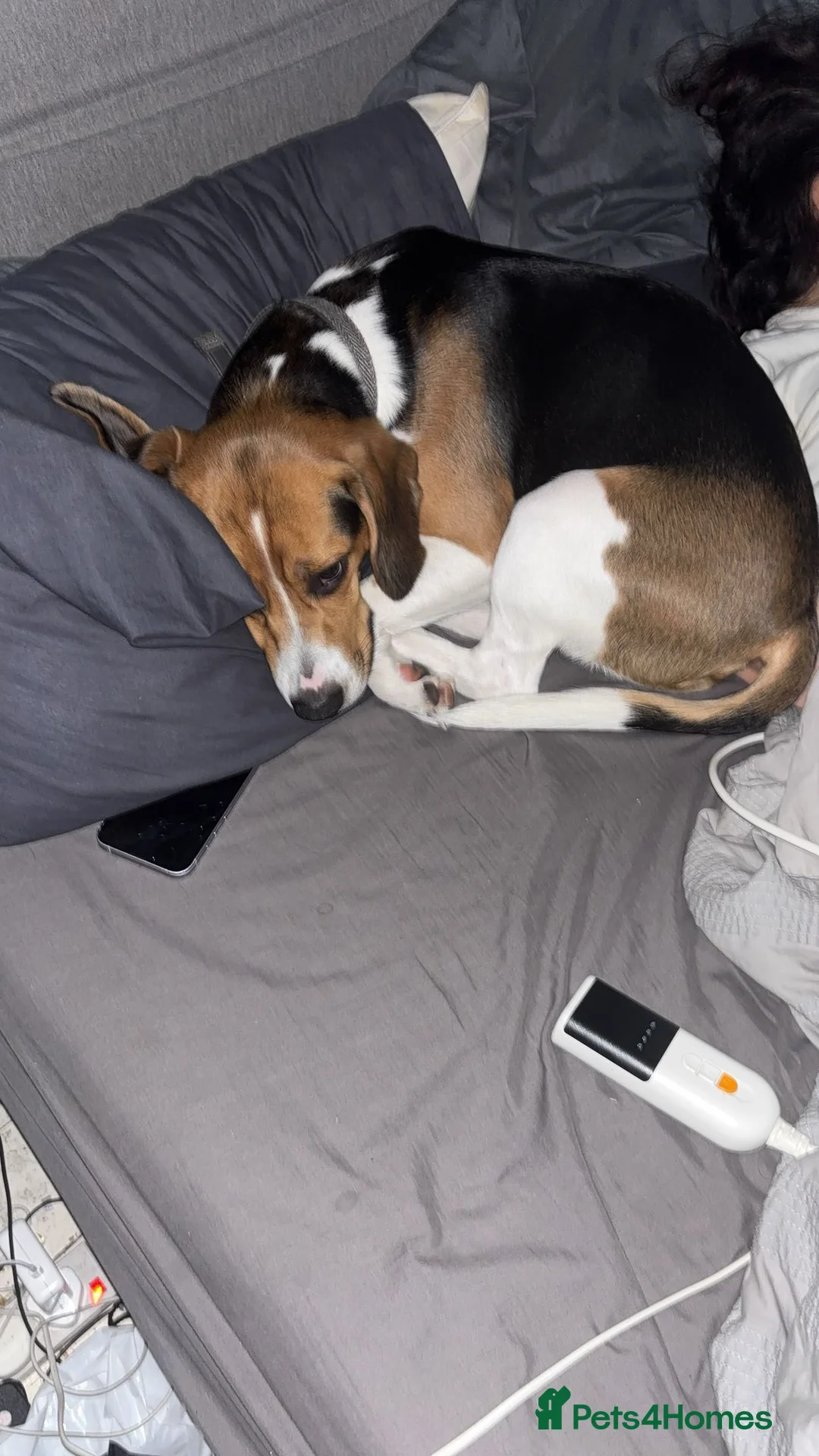 Beagle dogs for sale: Beagle - Advert 3