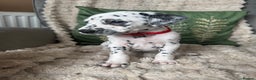Dalmatian dogs for sale: PEDIGREE Dalmatian Puppies ready NOW - Advert 17