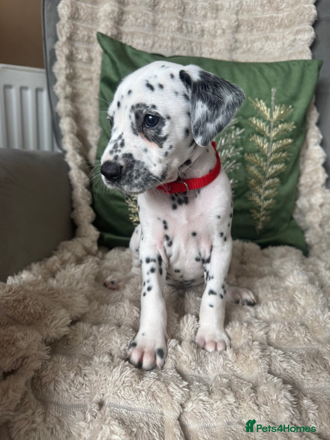 Dalmatian dogs for sale: PEDIGREE Dalmatian Puppies ready NOW - Advert 17