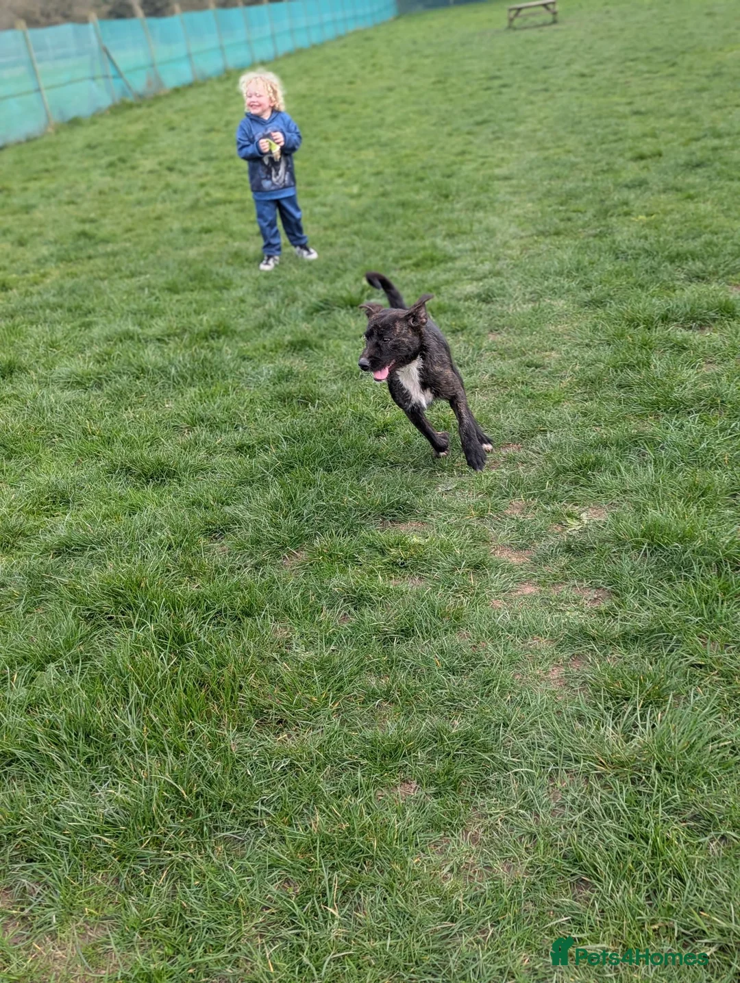 Mixed Breed dogs for sale: Poppy ❤️ Needs A New Home  - Advert 6