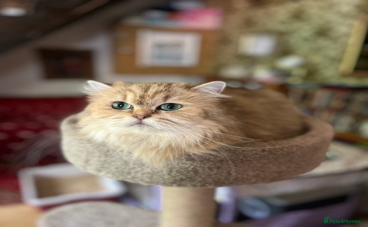 British Longhair cats Gorgeous Gccf female British Longhairs - Advert 3