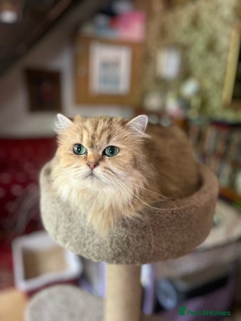 British Longhair cats Gorgeous Gccf female British Longhairs - Advert 3