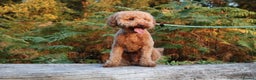 Miniature Poodle dogs for stud: RUPERT MINIATURE POODLE in Southampton - Advert 6