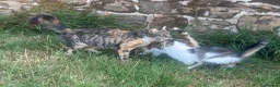 Mixed Breed cats for sale: Beautiful Long haired female kittens. - Advert 2