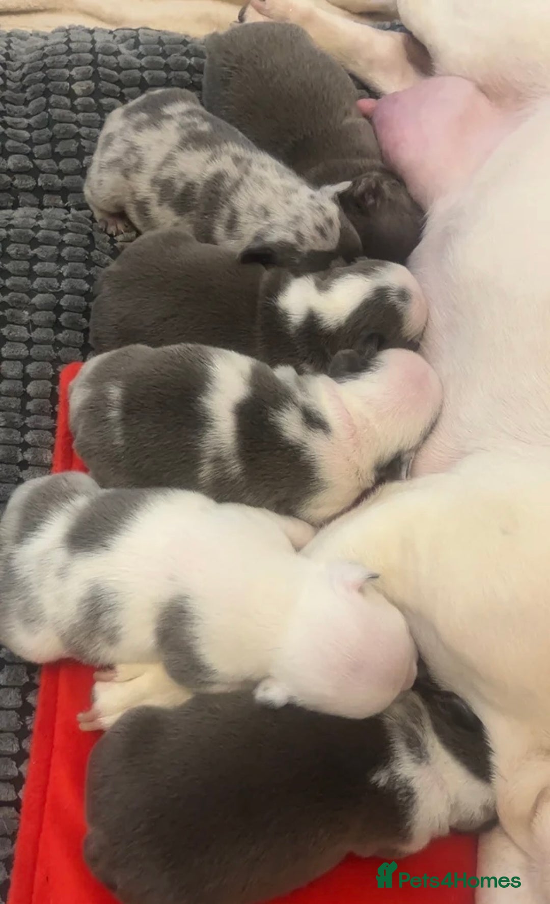 French Bulldog dogs for sale: Lilac tan female puppy 10 weeks old - Advert 2