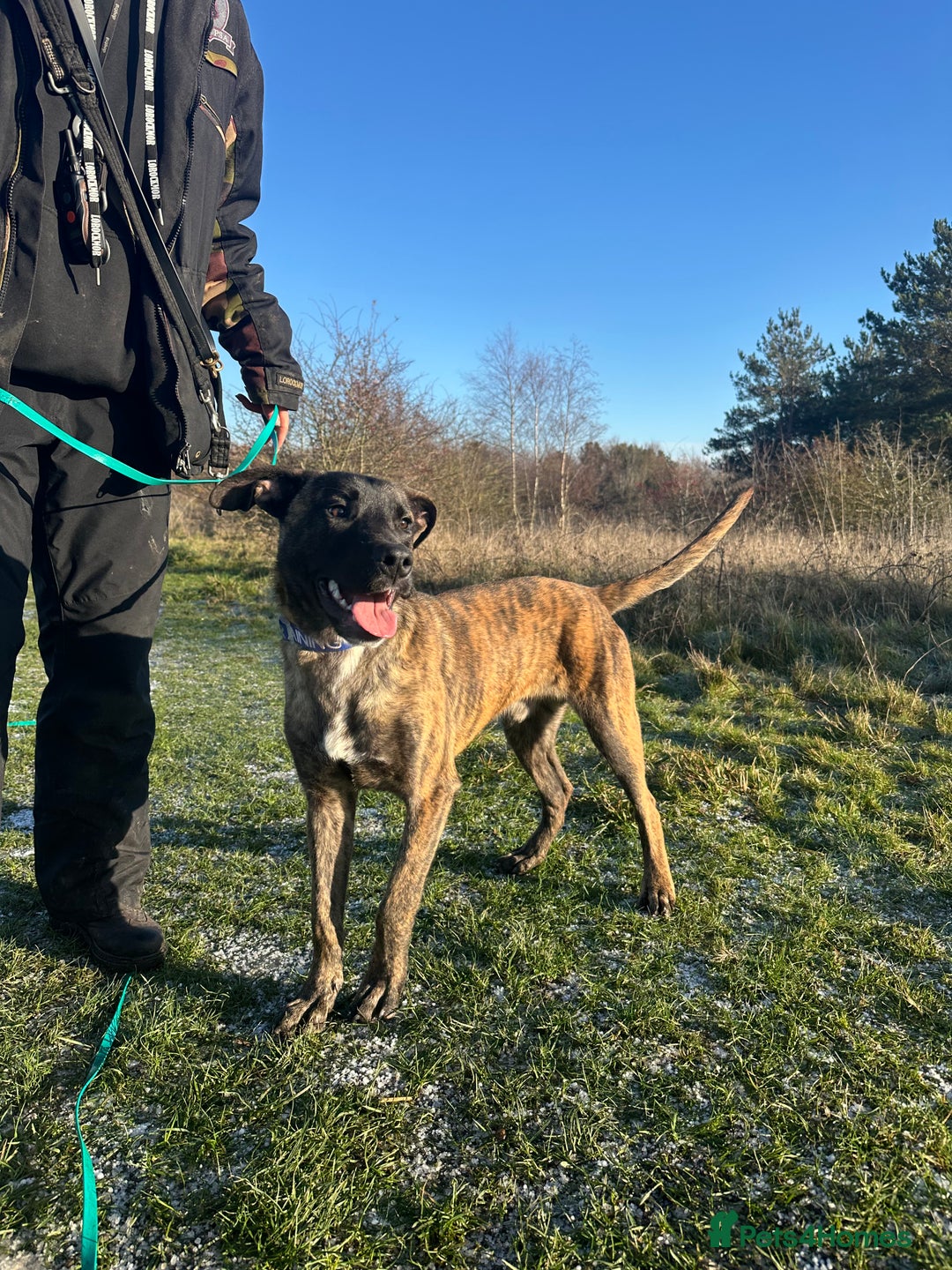 Mixed Breed dogs for sale: Joey - 8m old BullHerder - Advert 6