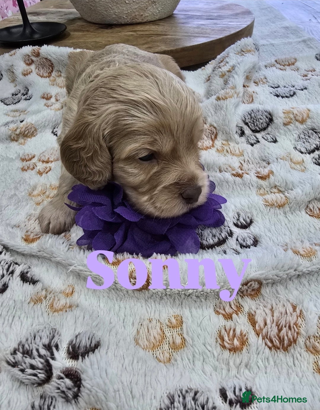 Cavapoo dogs for sale: Beautiful fully health tested cavapoo puppies  - Advert 40