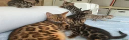 Bengal cats for sale: Adorable Bengal kittens pedigree ready to reserve - Advert 1