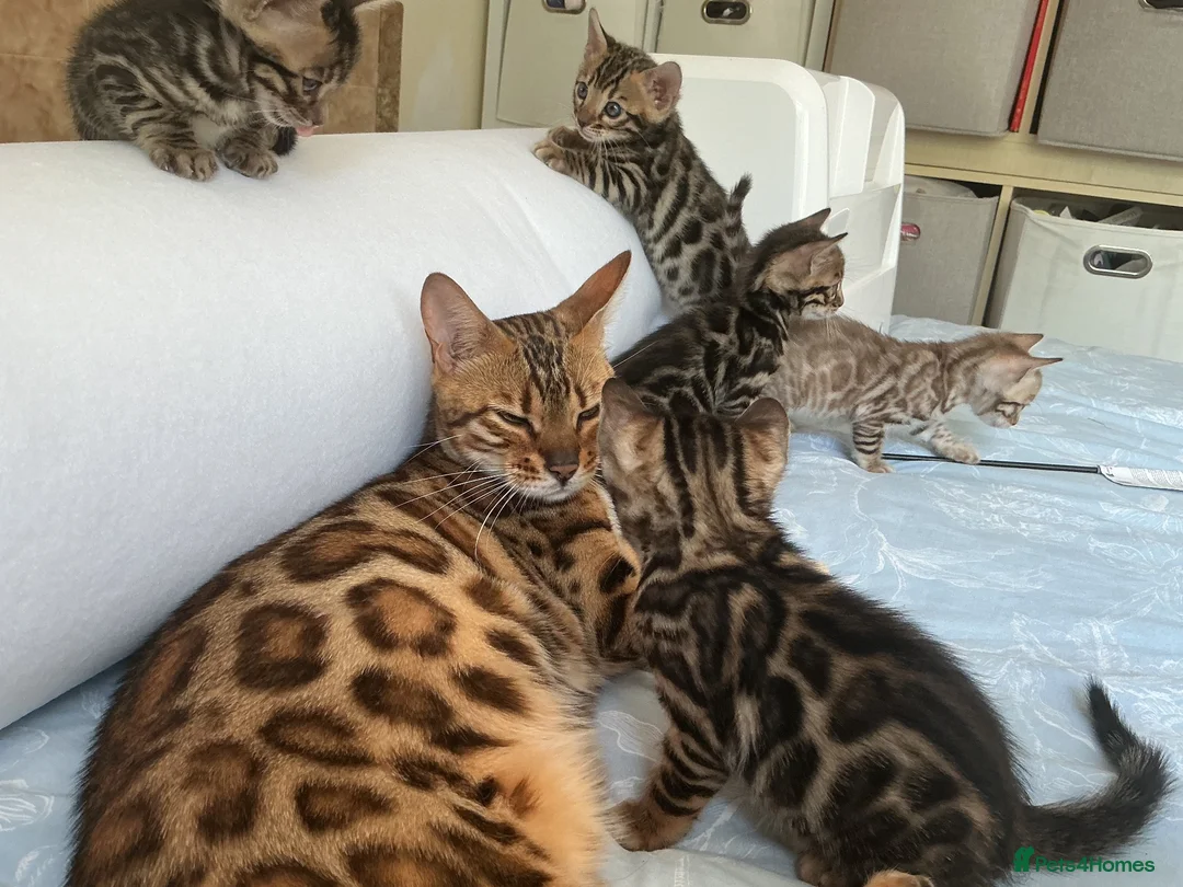 Bengal cats for sale: Adorable Bengal kittens pedigree ready to reserve - Advert 1