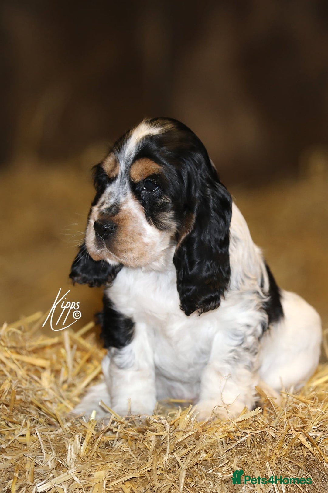 Cocker Spaniel dogs for stud: Show Cocker, Blue Roan and Tan (Stud Service Only) in Doncaster - Advert 17
