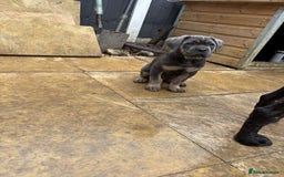 Mastiff dogs for sale: Mastiffs pups in Bury Saint Edmunds - Image 24