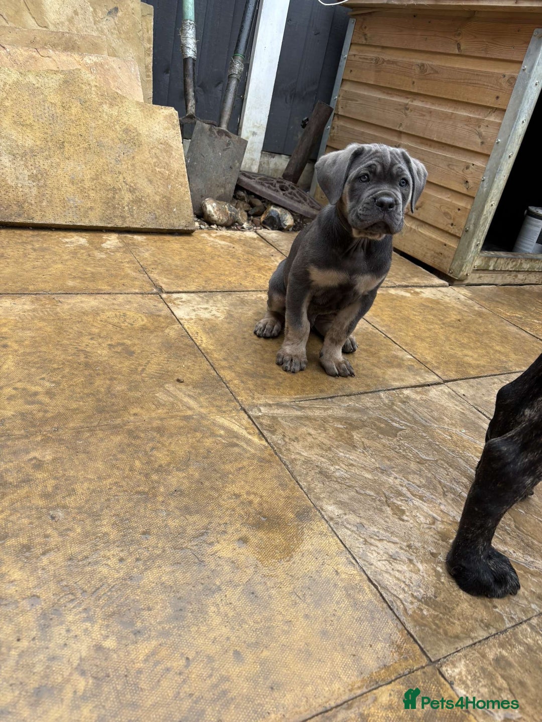 Mastiff dogs for sale: Mastiffs pups in Bury Saint Edmunds - Image 24