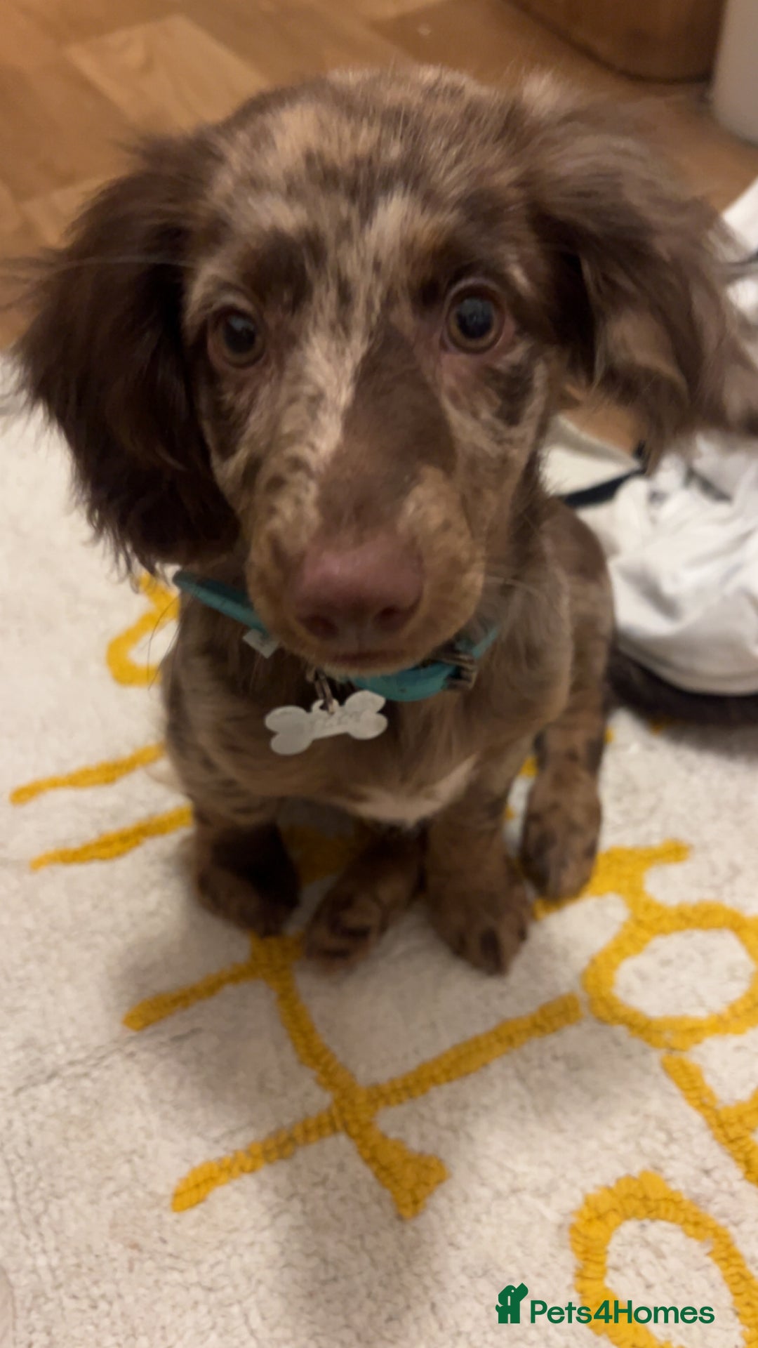 Dachshund dogs for sale: Dachshund male  - Advert 2