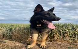 German Shepherd dogs for sale: ACE, beautiful 2 year old german shepherd  - Image 4
