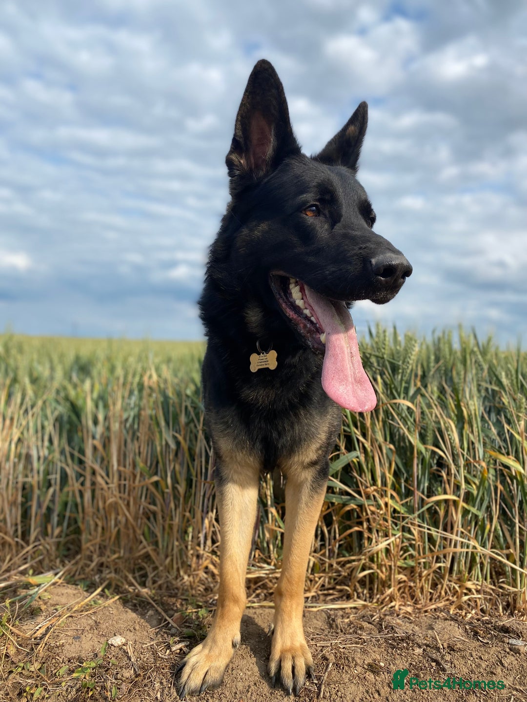 German Shepherd dogs for sale: ACE, beautiful 2 year old german shepherd  - Image 4