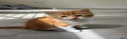 Mixed Breed cats for sale: 4 beautiful kittens for sale❤️ - Advert 6