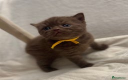 British Shorthair cats for sale: 😻Chocolate BSH boys✅ 👌GCCF reg, ready November  - Image 2