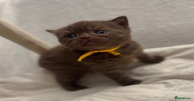 British Shorthair cats - Advert 3