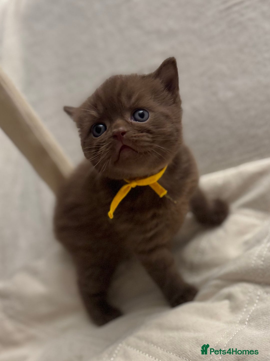 British Shorthair cats for sale: 😻Chocolate BSH boys✅ 👌GCCF reg, ready November  - Image 2