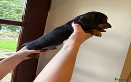 Miniature Dachshund dogs for sale: 2 miniature black and tan dachshund for sale  - Image 2