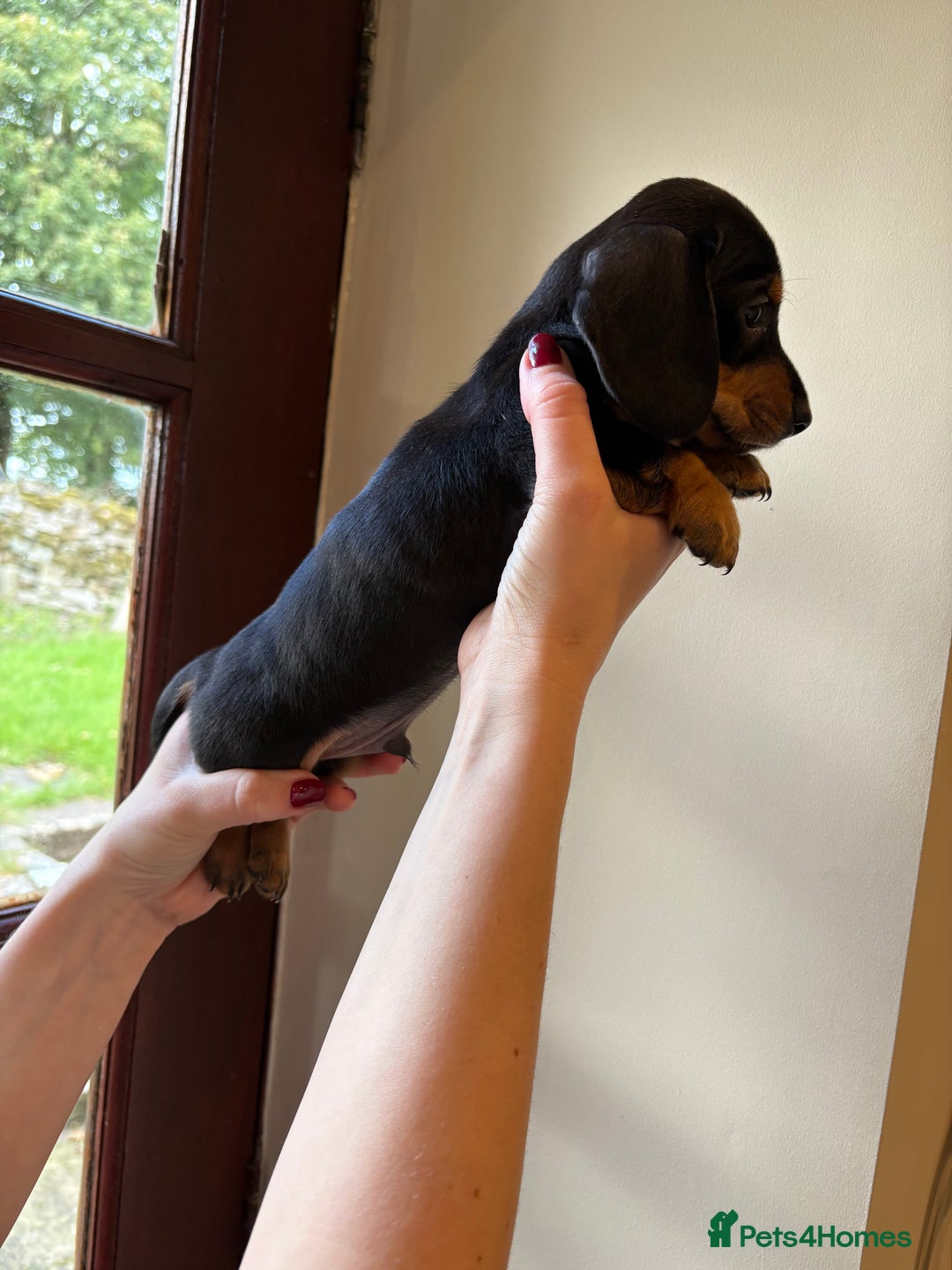 Miniature Dachshund dogs for sale: 2 miniature black and tan dachshund for sale  - Image 2