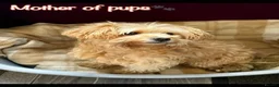 Miniature Poodle dogs for sale: Minature Poodle puppys!🐶🐾 - Advert 24