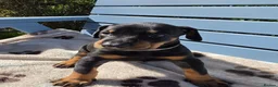 Dobermann dogs for sale: Exceptional KC Dobermann Puppies - Advert 2